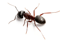 Pest Control Bronx NY Ants