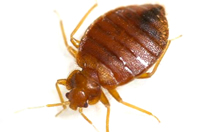 Pest Control Bronx NY Bedbugs Bed Bugs