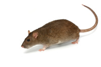 Pest Control Bronx NY Mice Rats Mouse